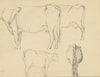 Eleanor Hughes RI, Cow Studies – Original 1920 graphite drawing