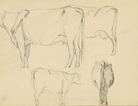 Eleanor Hughes RI, Cow Studies – Original 1920 graphite drawing