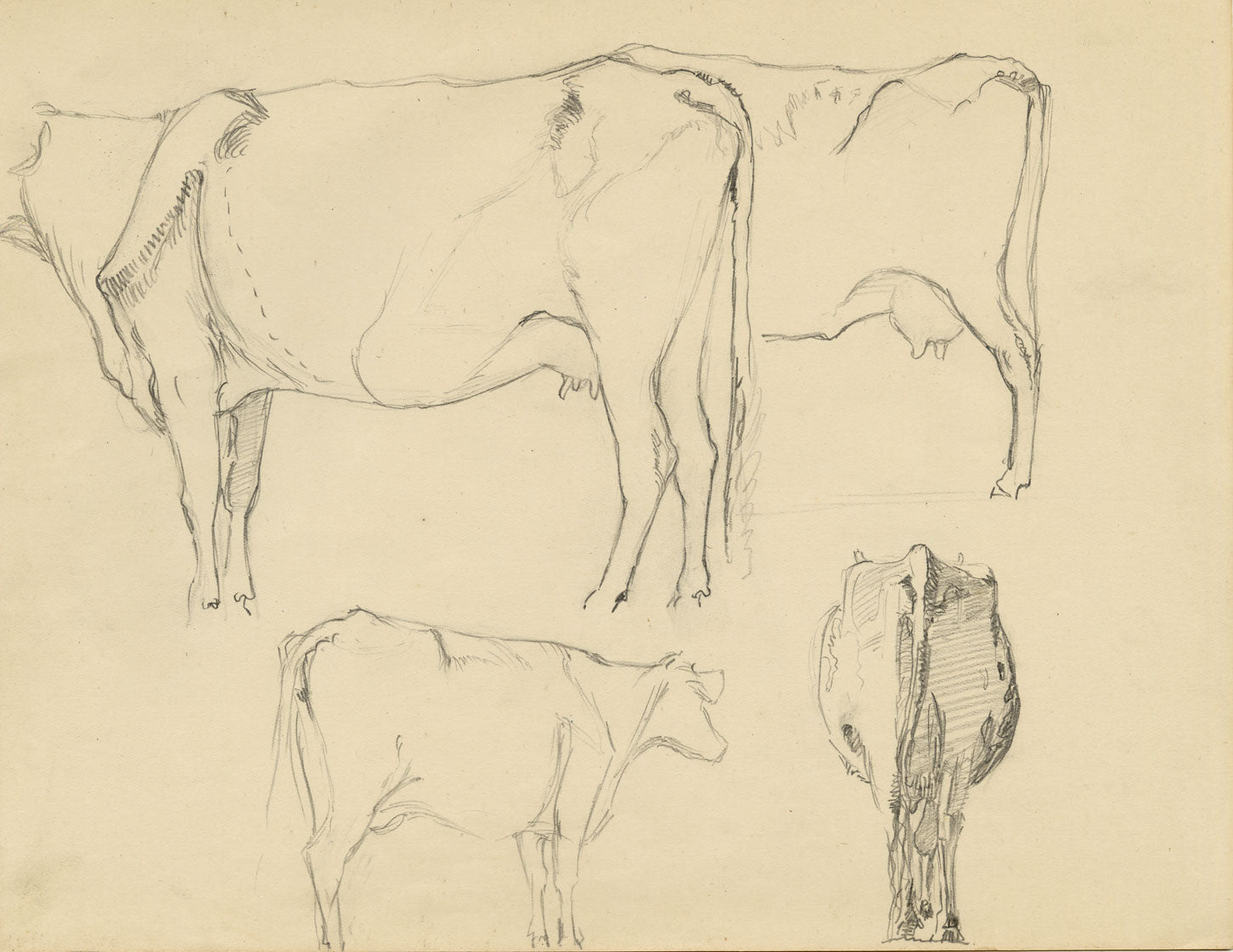 Eleanor Hughes RI, Cow Studies – Original 1920 graphite drawing