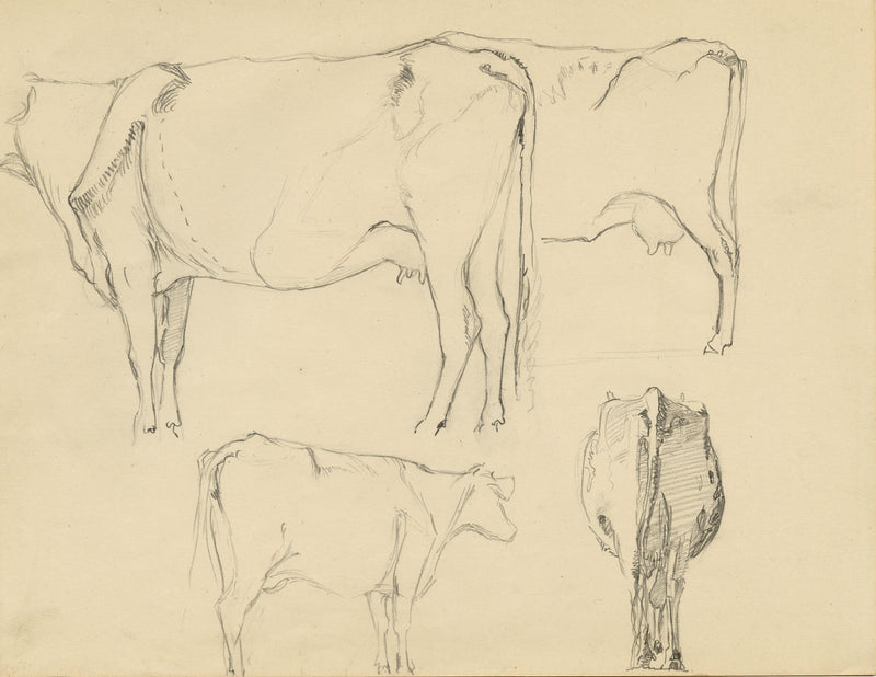 Eleanor Hughes RI, Cow Studies – Original 1920 graphite drawing