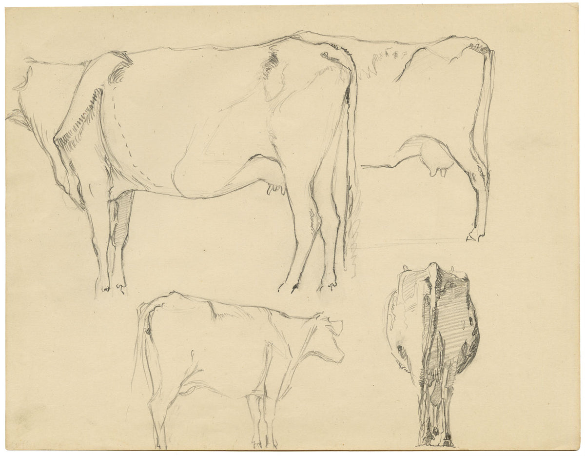 Eleanor Hughes RI, Cow Studies – Original 1920 graphite drawing