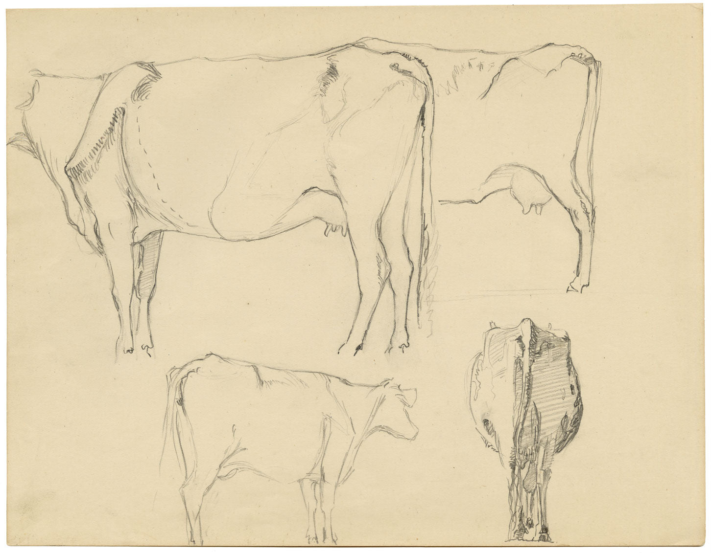 Eleanor Hughes RI, Cow Studies – Original 1920 graphite drawing