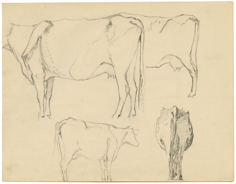 Eleanor Hughes RI, Cow Studies – Original 1920 graphite drawing