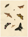 Louisa Hare, Sheet of Butterfly Studies – Original c.1832 watercolour painting