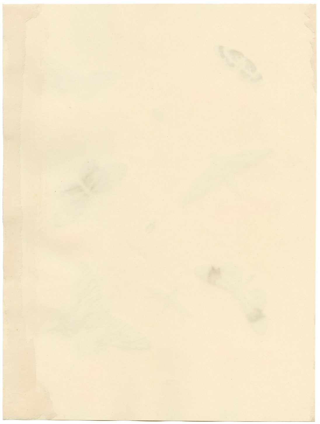 Louisa Hare, Sheet of Butterfly Studies – Original c.1832 watercolour painting