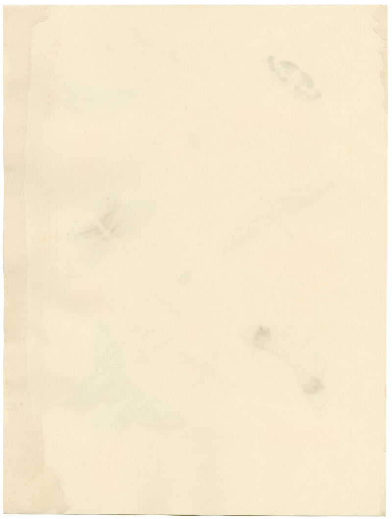 Louisa Hare, Sheet of Butterfly Studies – Original c.1832 watercolour painting