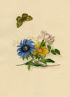 Louisa Hare, Cardinal Butterfly & Flowers – Original c.1832 watercolour painting