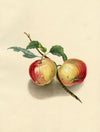 Louisa Hare, A Pair of English Apples – Original c.1832 watercolour painting