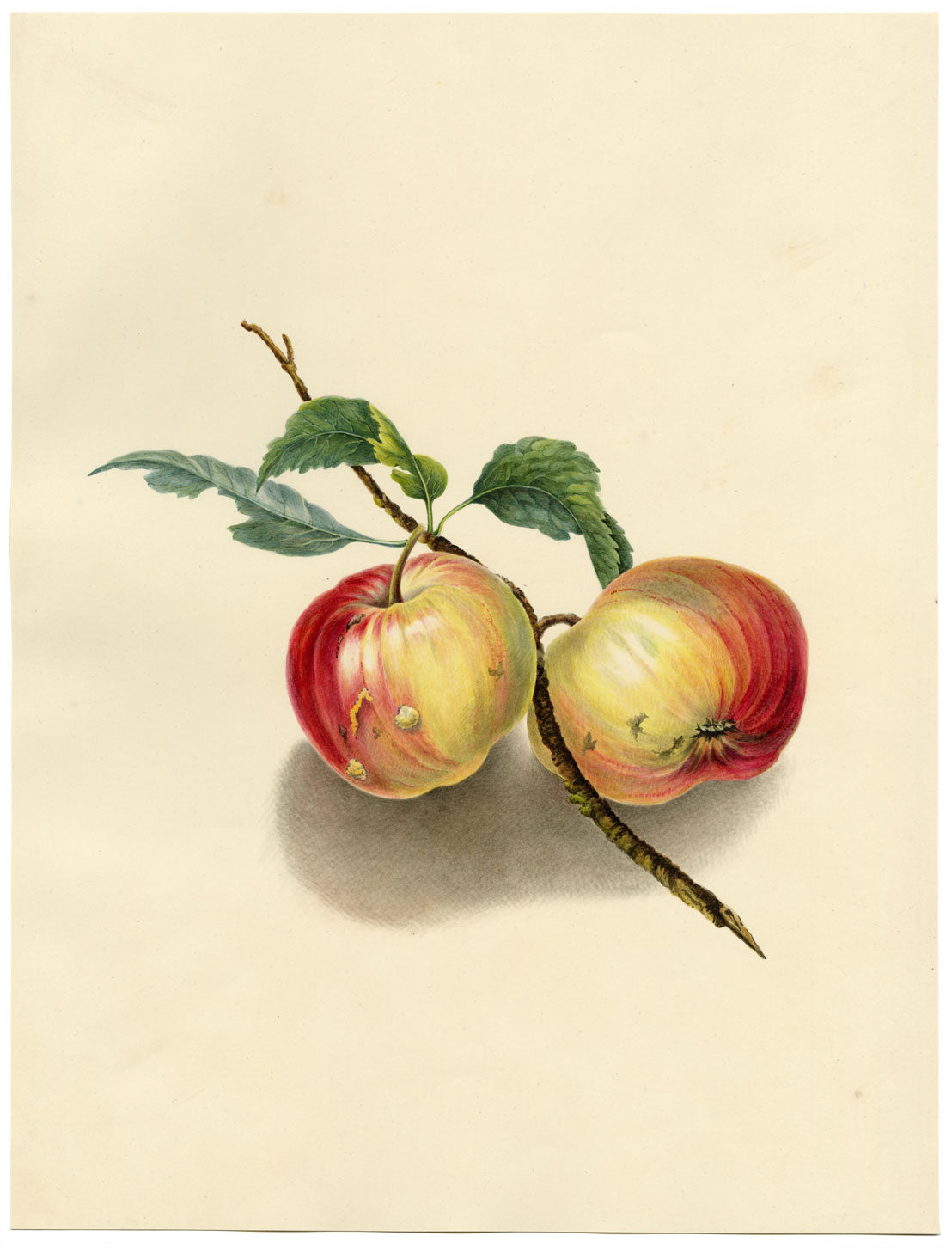 Louisa Hare, Un paio di mele inglesi – Dipinto ad acquerello originale del 1832 circa