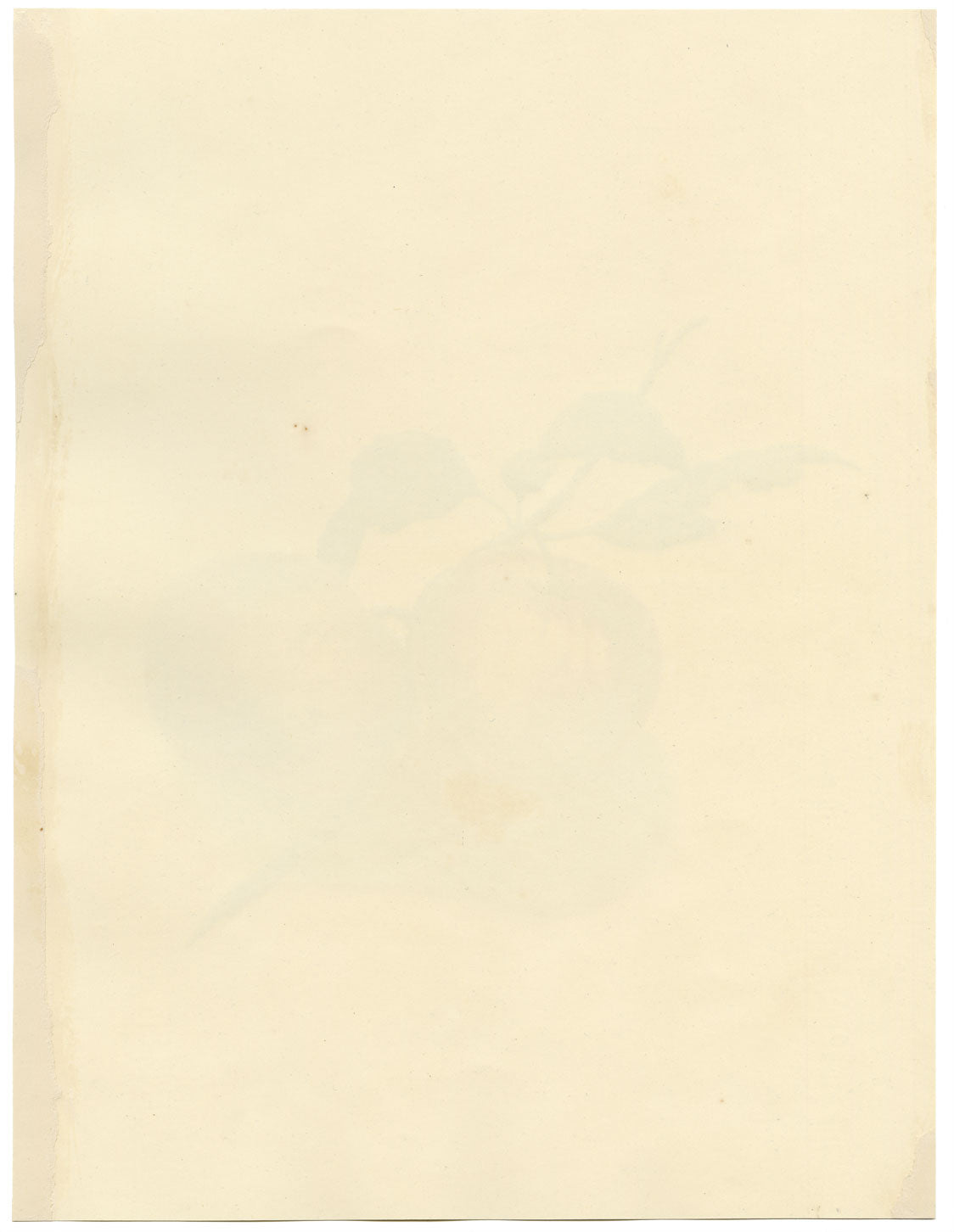 Louisa Hare, Un par de manzanas inglesas – Acuarela original de c.1832