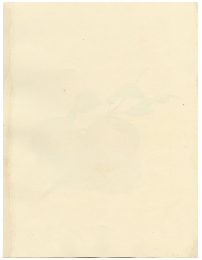 Louisa Hare, Un par de manzanas inglesas – Acuarela original de c.1832