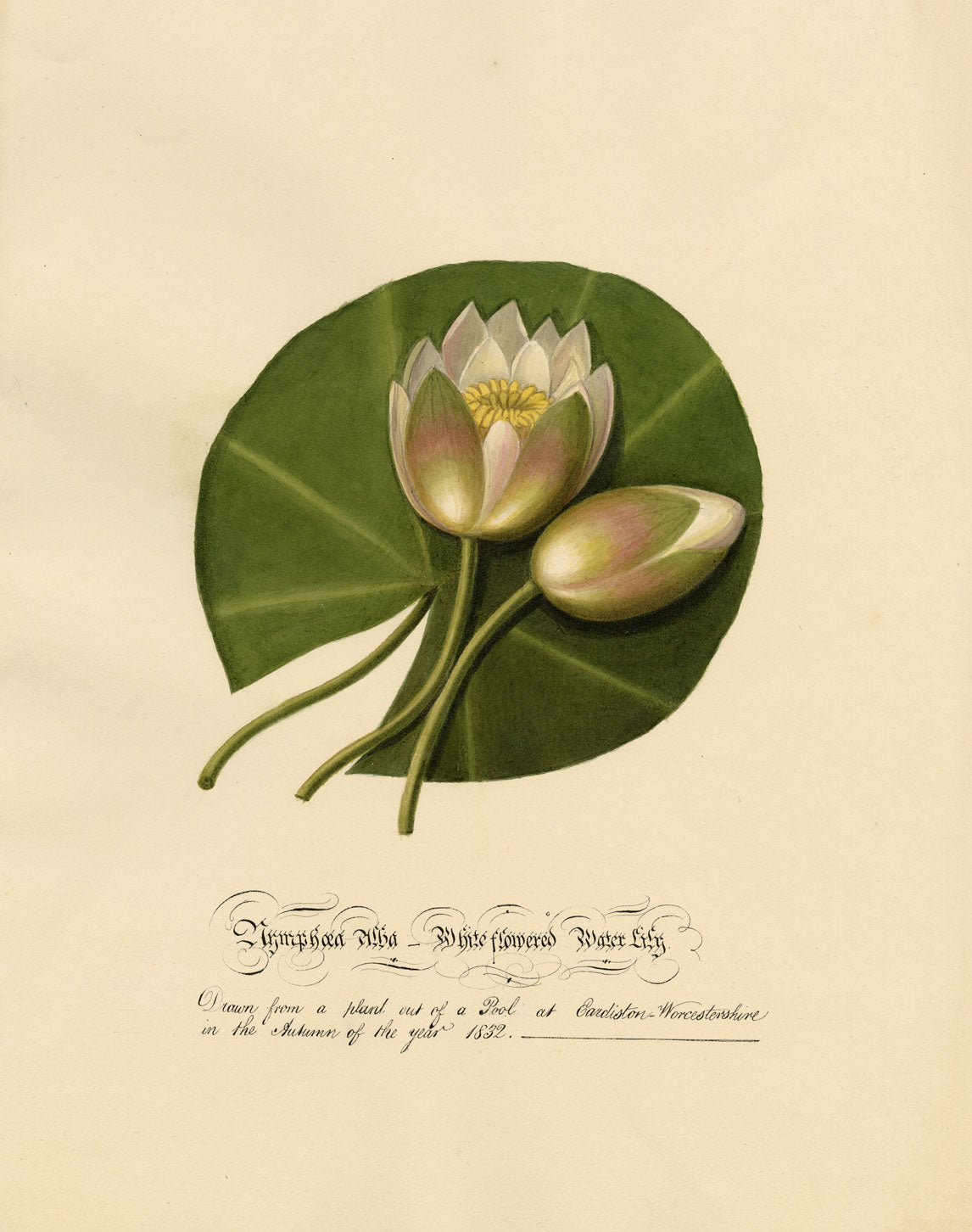 Louisa Hare, Water Lily at Eardiston Pool, Worcestershire – 1832 watercolour
