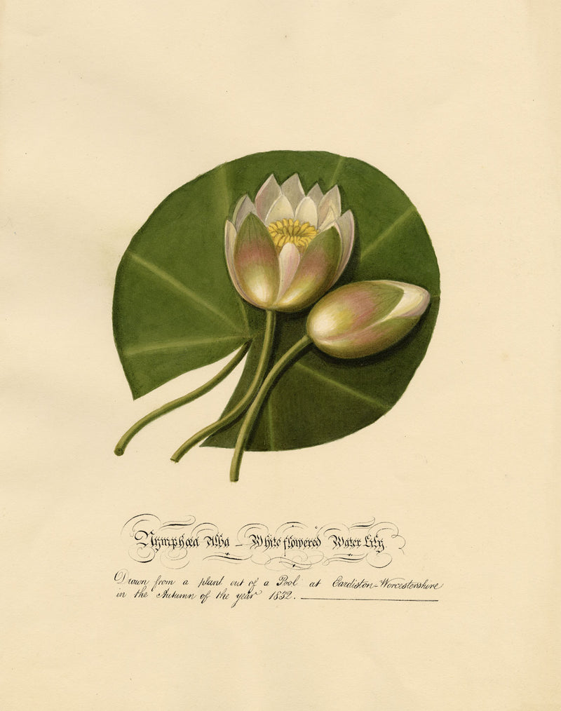 Louisa Hare, Water Lily at Eardiston Pool, Worcestershire – 1832 watercolour