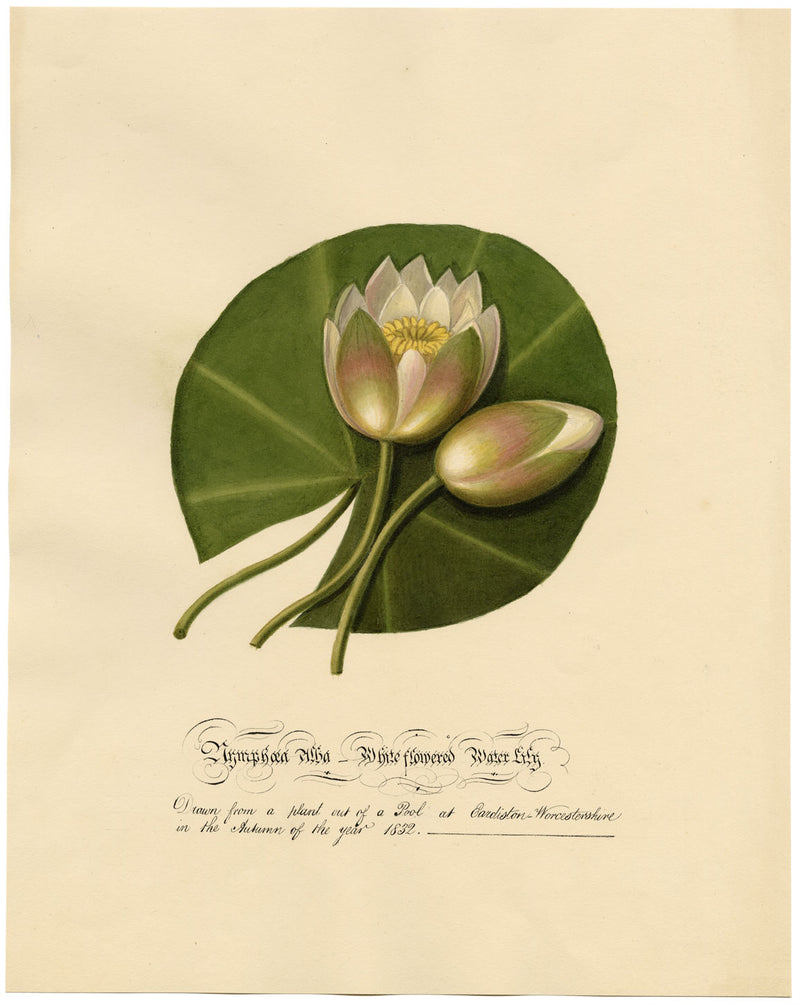 Louisa Hare, Water Lily at Eardiston Pool, Worcestershire – 1832 watercolour
