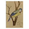 Blue Tit Bird on a Branch – Original 1884 watercolour painting
