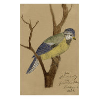 Blue Tit Bird on a Branch – Original 1884 watercolour painting