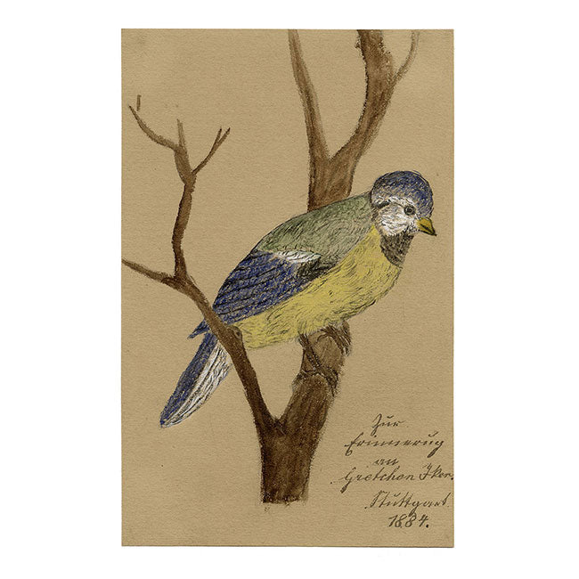 Herrerillo común en una rama – Acuarela original de 1884