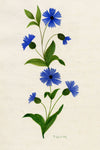 N. McM., Cornflower (Centaurea cyanus) – late 19th-century watercolour painting