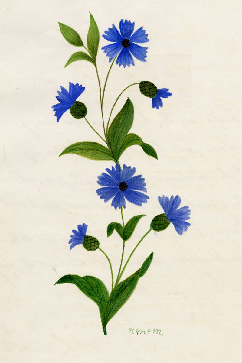 N. McM., Cornflower (Centaurea cyanus) – late 19th-century watercolour painting