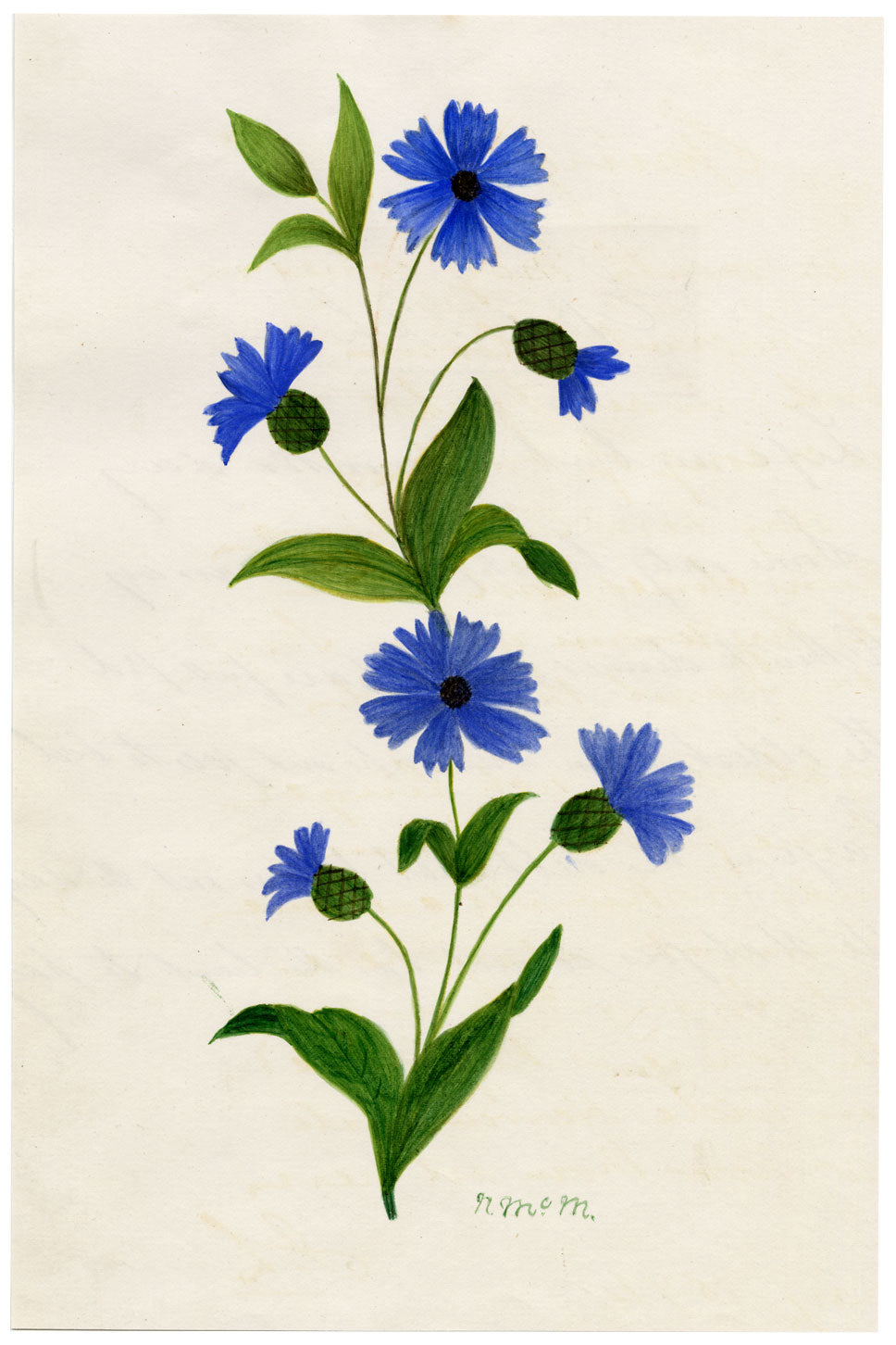 N. McM., Fiordaliso (Centaurea cyanus) – acquerello di fine Ottocento