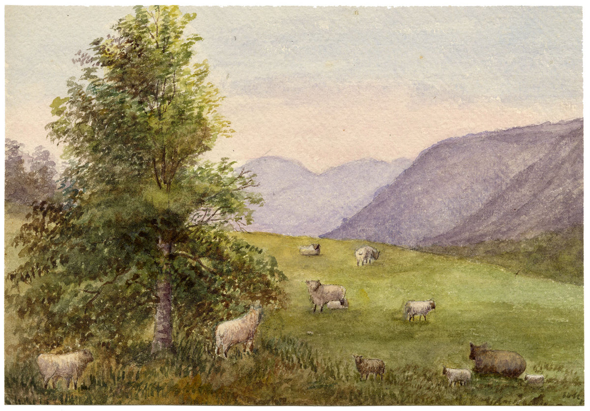Keswick Sketching Club, pecore al pascolo, Lake District – acquerello del 1870