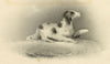 English Springer Spaniel Dog – Original early 19th-century graphite drawing