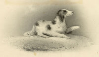 English Springer Spaniel Dog – Original early 19th-century graphite drawing