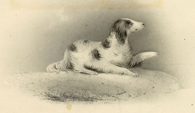English Springer Spaniel Dog – Original early 19th-century graphite drawing