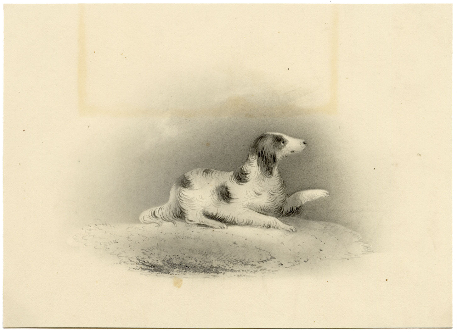 English Springer Spaniel Dog – Original early 19th-century graphite drawing