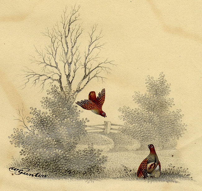 William Gunton, Two Grouse Birds – early 19th-century watercolour painting