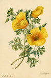 E.B.R., California Poppy (Eschscholzia) Flower – 1834 watercolour painting