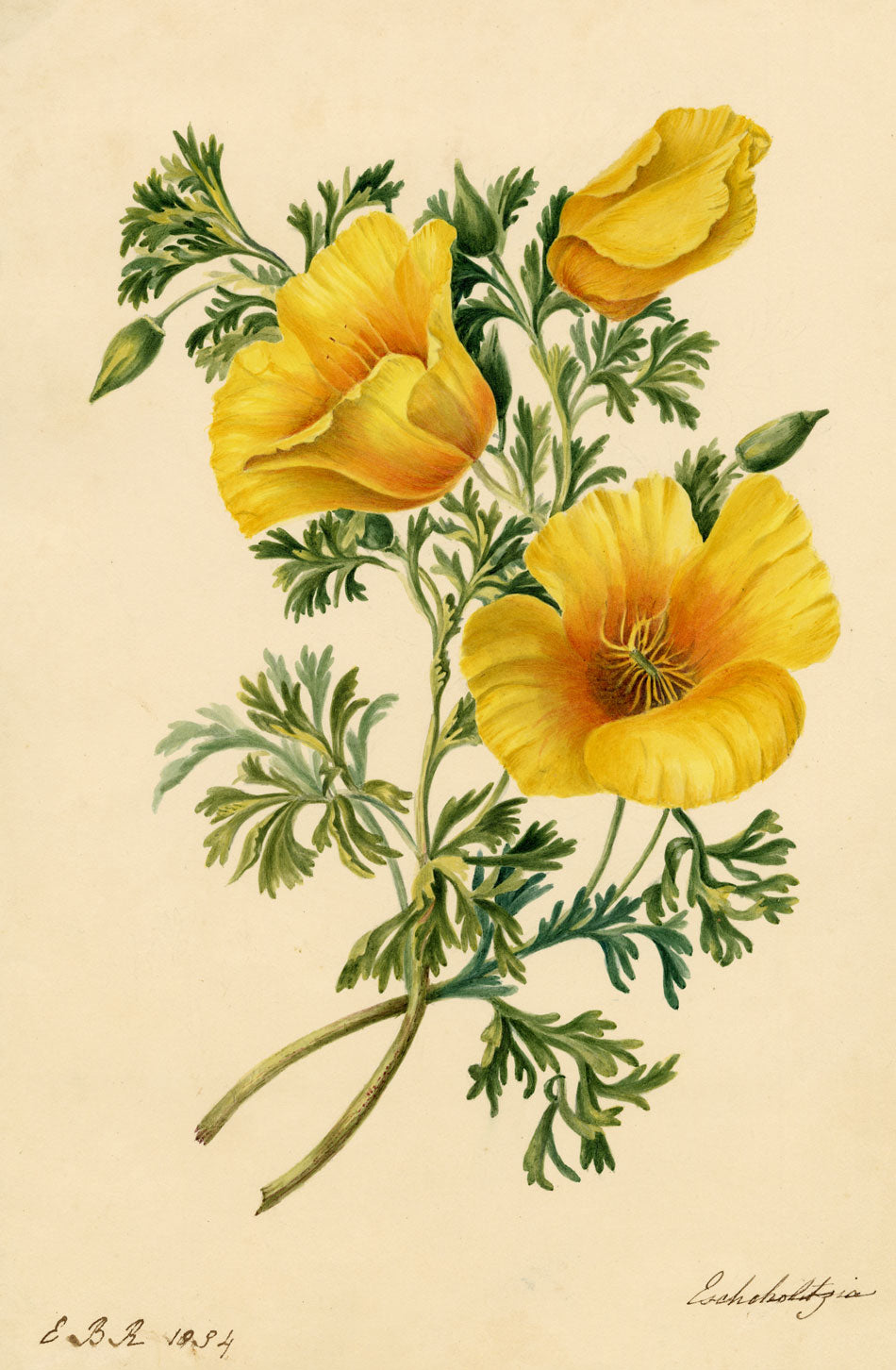 E.B.R., California Poppy (Eschscholzia) Flower – 1834 watercolour painting
