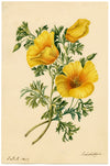 E.B.R., California Poppy (Eschscholzia) Flower – 1834 watercolour painting