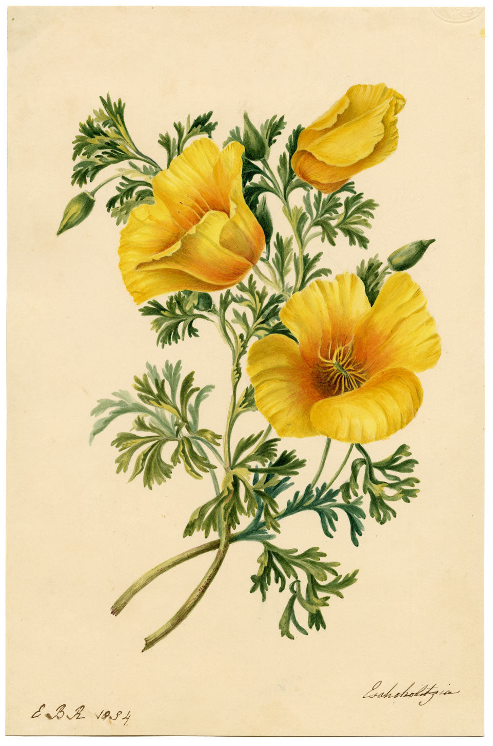 E.B.R., California Poppy (Eschscholzia) Flower – 1834 watercolour painting