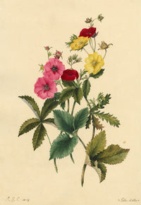E.B.R., Cinquefoils (Potentilla) Flower – Original 1834 watercolour painting
