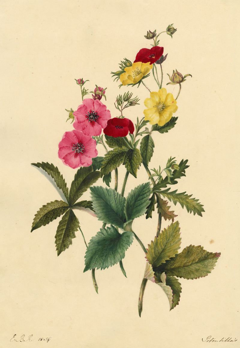 E.B.R., Cinquefoils (Potentilla) Flower – Original 1834 watercolour painting