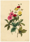 E.B.R., Cinquefoils (Potentilla) Flower – Original 1834 watercolour painting
