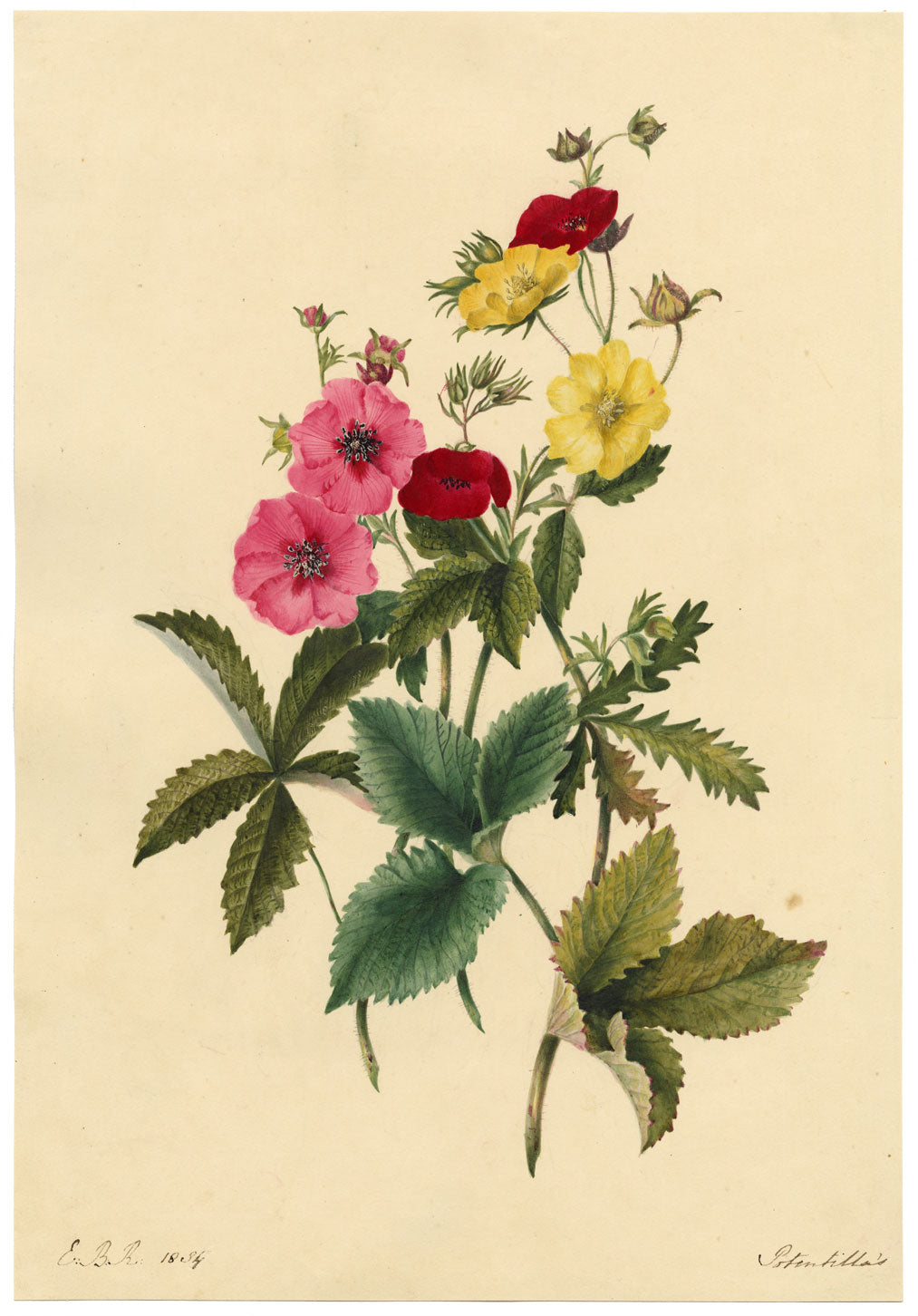 E.B.R., Cinquefoils (Potentilla) Flower – Original 1834 watercolour painting