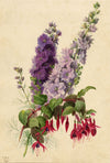 E.B.R., Delphiniums & Fuchsia Flower – Original 1842 watercolour painting