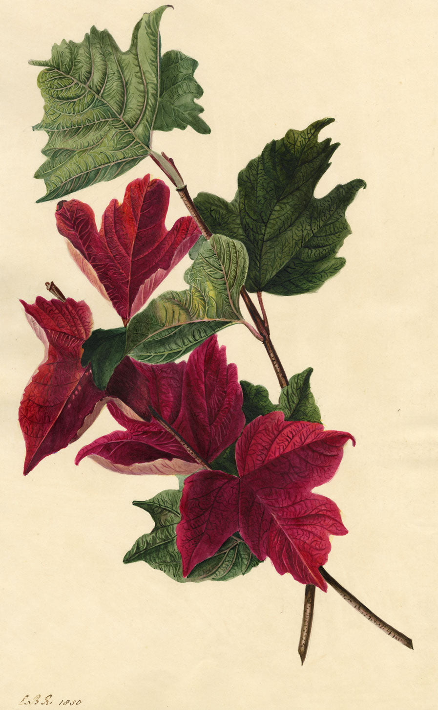 E.B.R., Red Maple Leaf Study – Original 1830 watercolour painting
