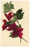 E.B.R., Red Maple Leaf Study – Original 1830 watercolour painting