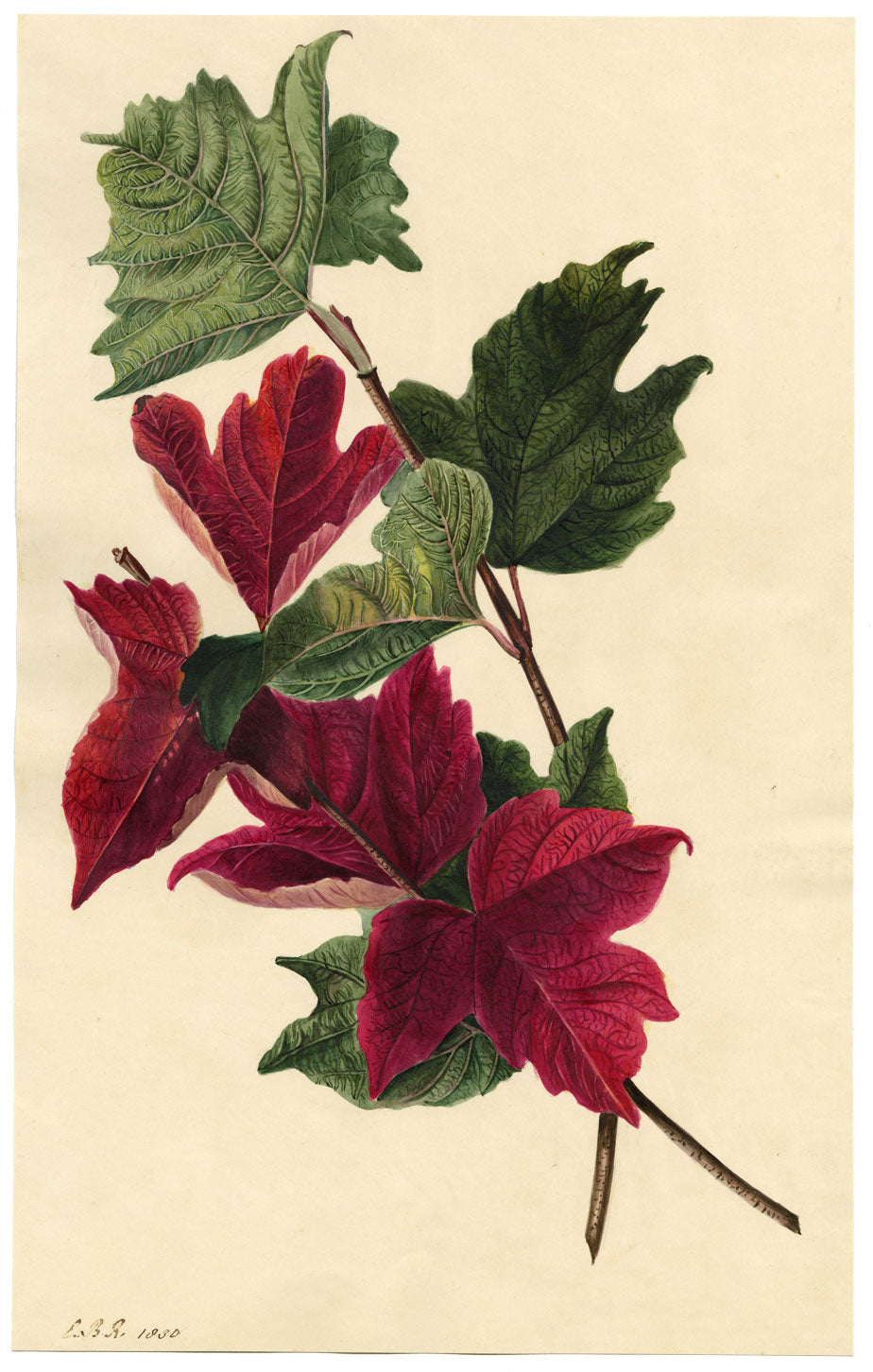 E.B.R., Red Maple Leaf Study – Original 1830 watercolour painting