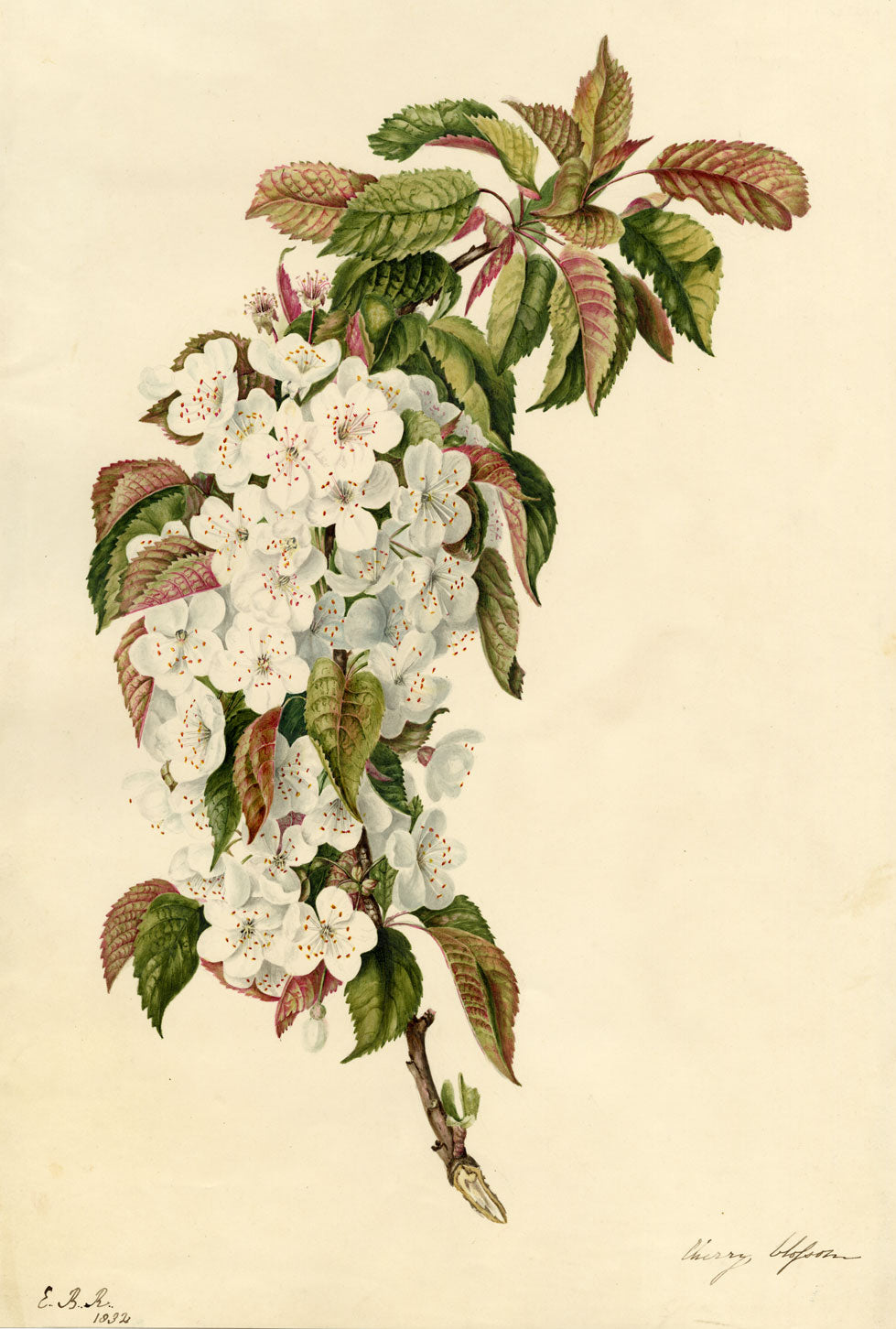 E.B.R., Cherry Blossom Branch – Original 1832 watercolour painting