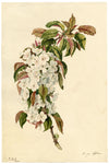 E.B.R., Cherry Blossom Branch – Original 1832 watercolour painting