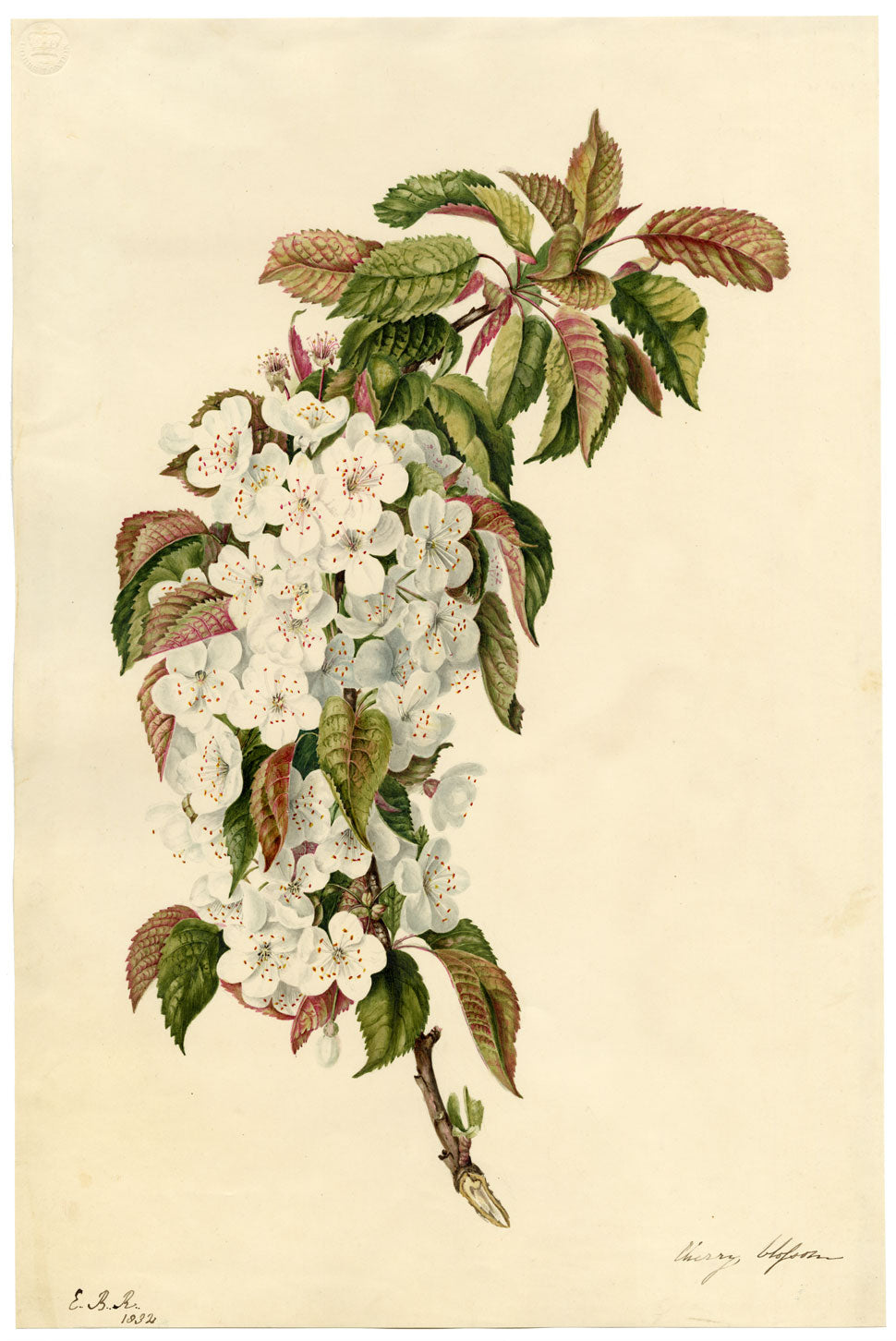 E.B.R., Cherry Blossom Branch – Original 1832 watercolour painting