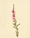 Dorset Heath Flower (Erica ciliaris) – Original c.1835 watercolour painting