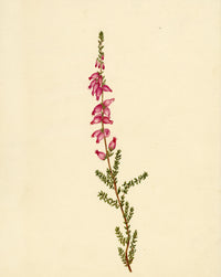 Dorset Heath Flower (Erica ciliaris) – Original c.1835 watercolour painting
