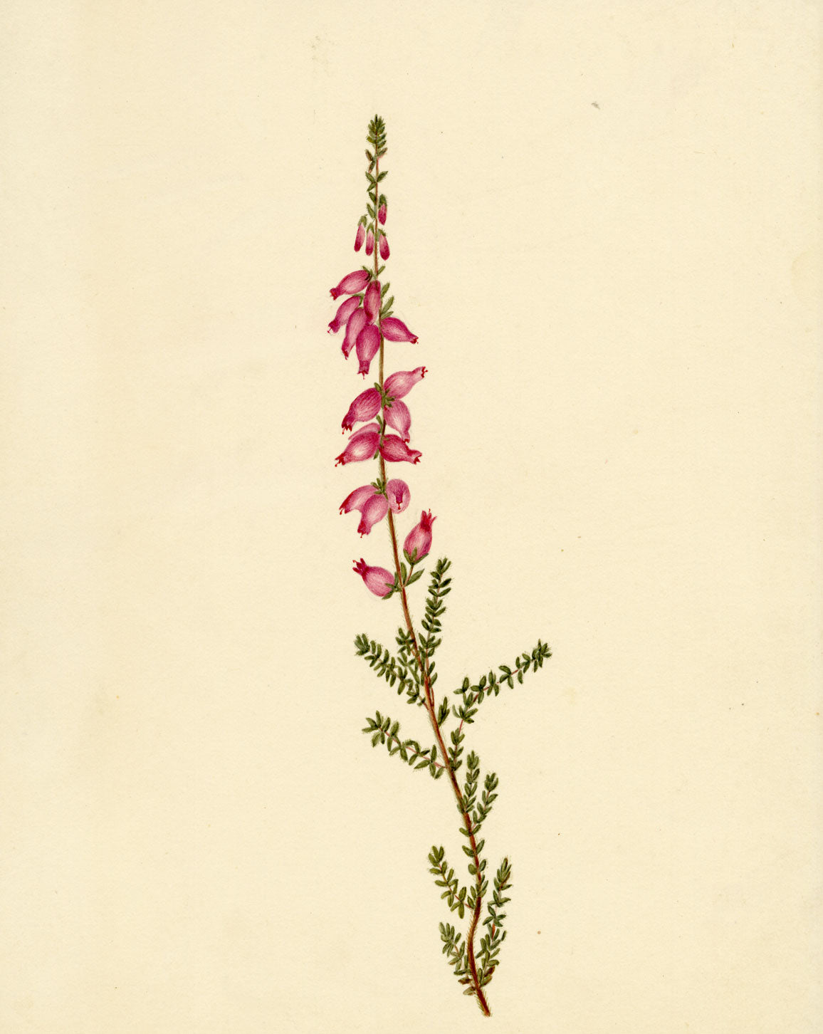 Dorset Heath Flower (Erica ciliaris) – Original c.1835 watercolour painting