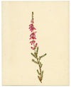 Dorset Heath Flower (Erica ciliaris) – Original c.1835 watercolour painting