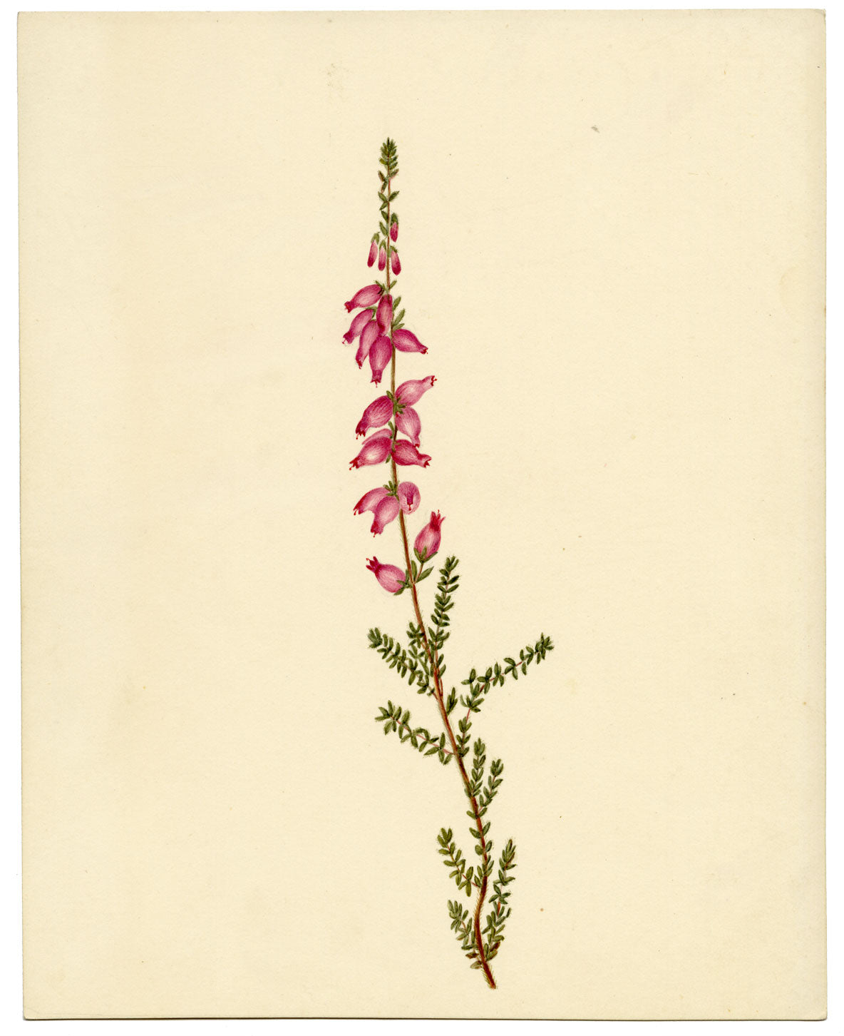 Dorset Heath Flower (Erica ciliaris) – Original c.1835 watercolour painting